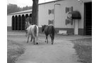 Property photo 82 - 80 Acres Offered in 4 Tracts - Horse Farm